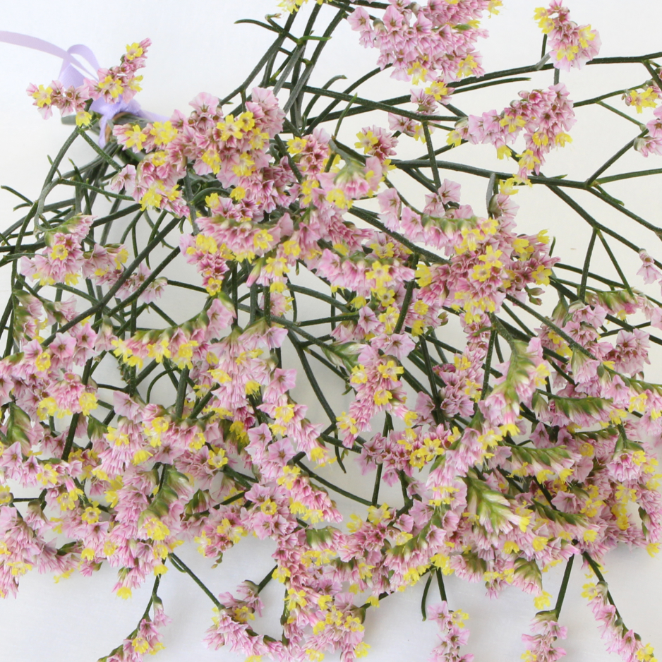 ハイブリッドスターチス❣️マルチーズピンク ハイブリッドスターチス❣️マルチーズピンク - メルカリ